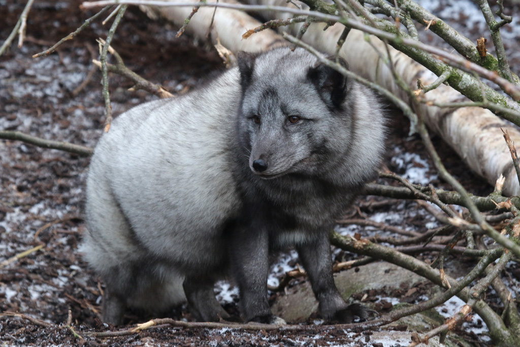 Arctic Fox at Zoo København 15/01/2017