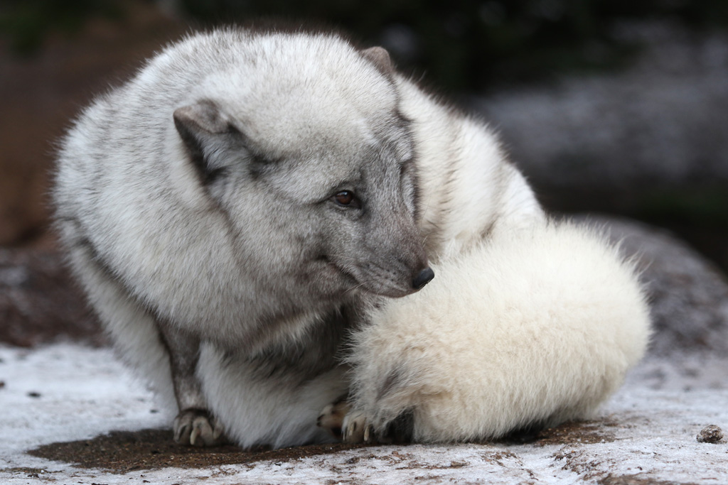 Arctic Fox at Zoo København 15/01/2017