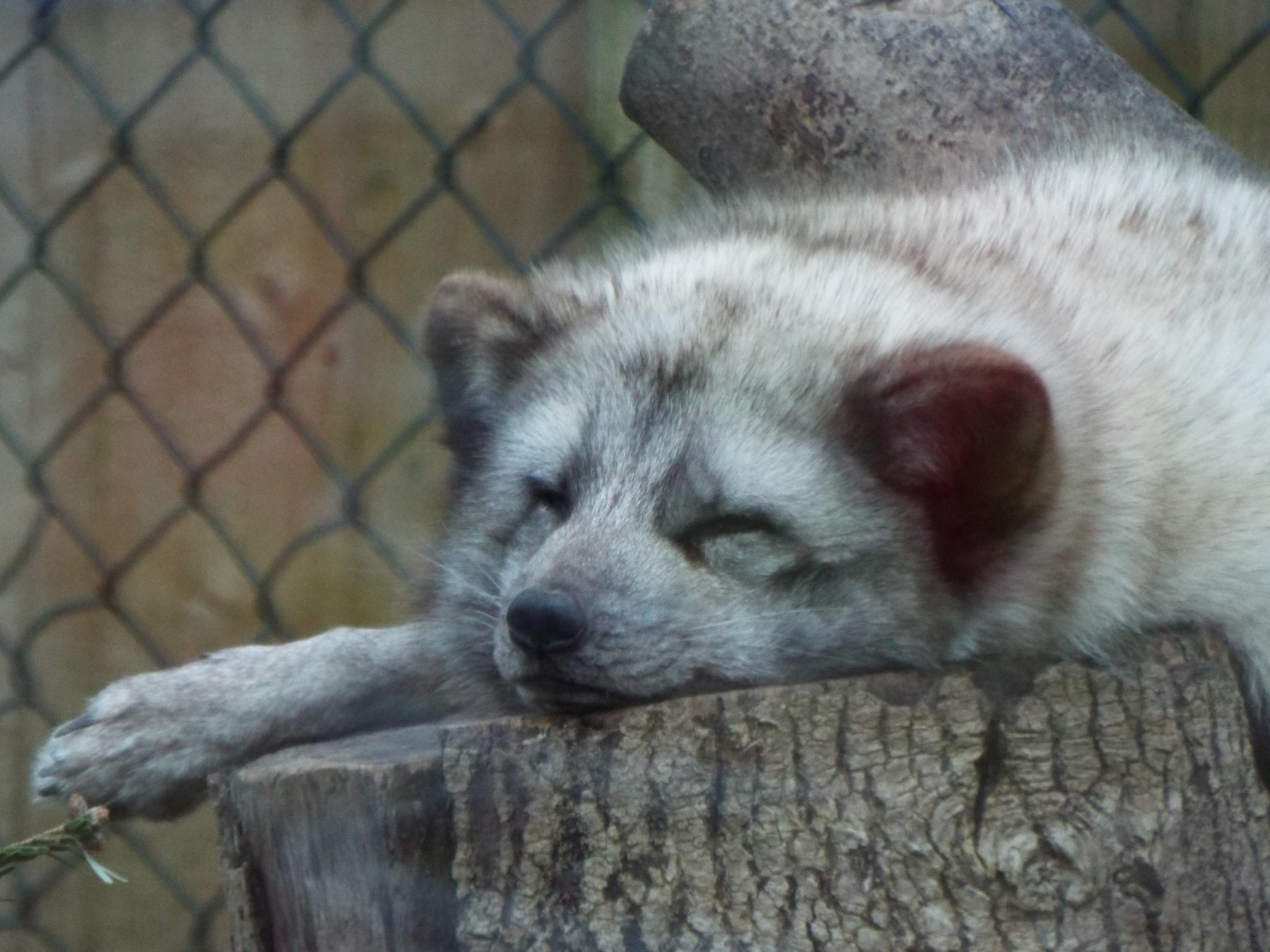 Arctic Fox Axe Valley