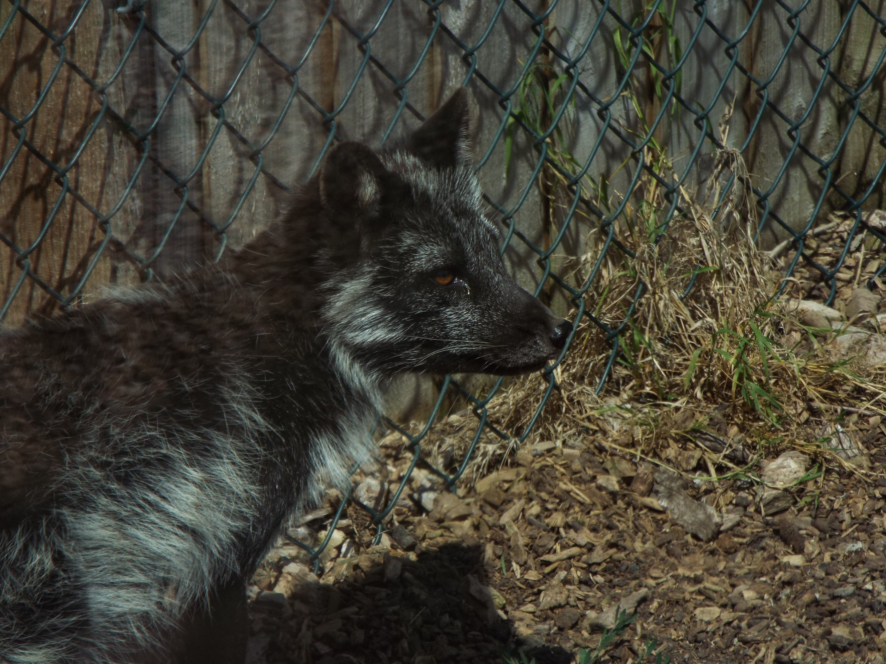 Arctic Fox - Axe Valley
