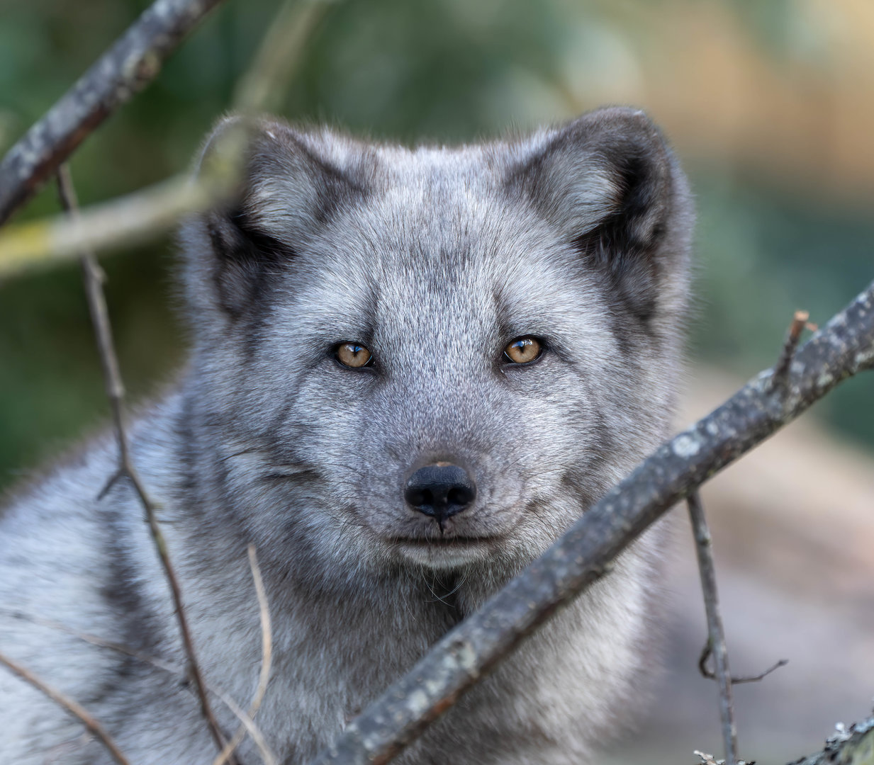 Arctic fox, Beale park, UK