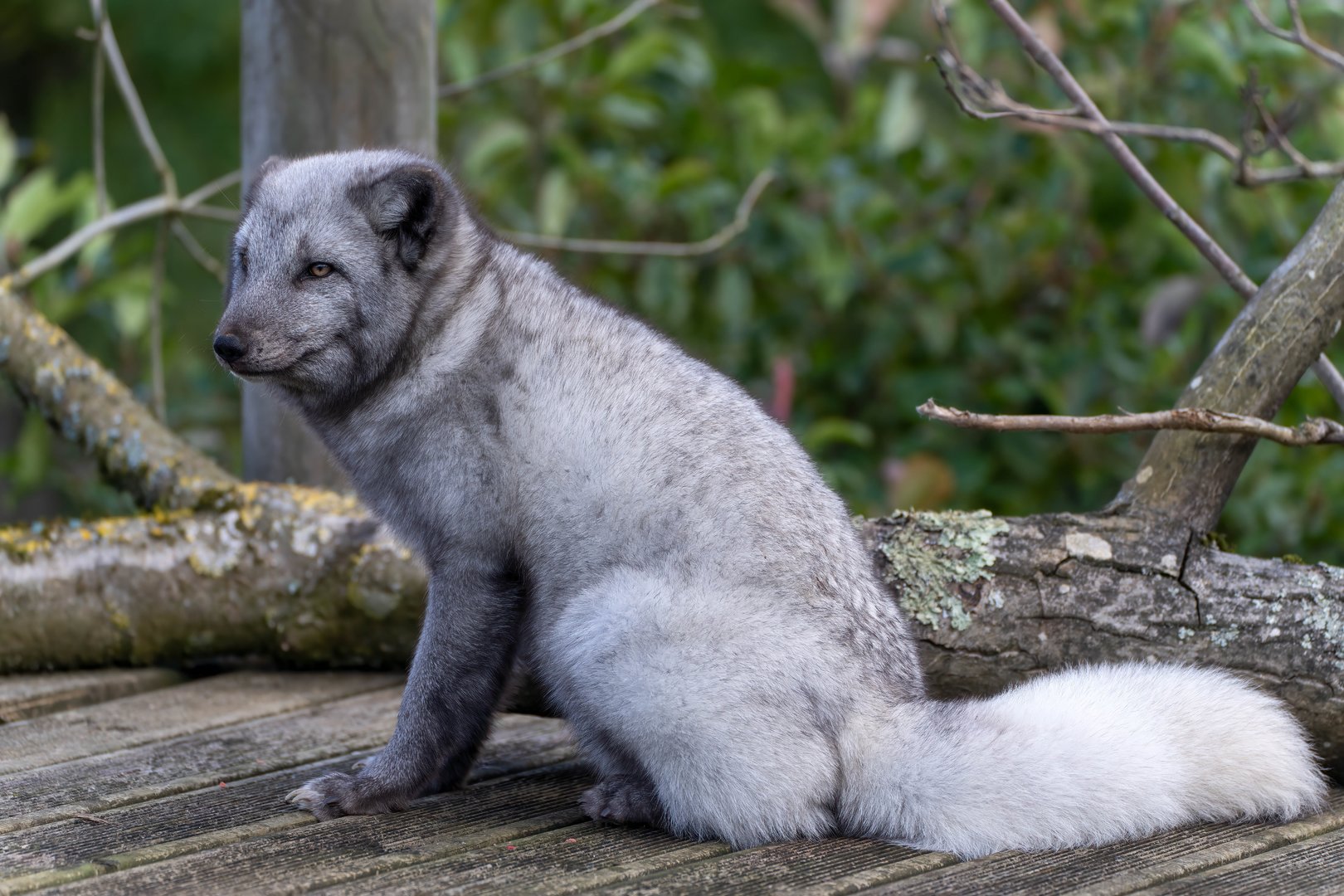 Arctic fox, Beale park, UK