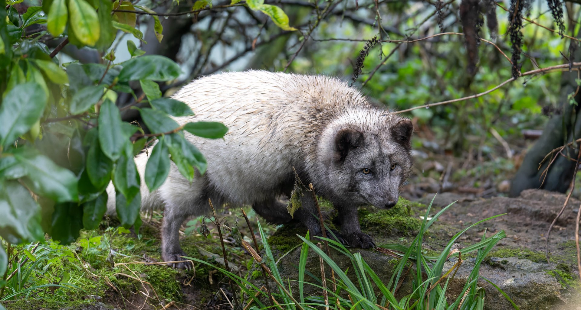 Arctic fox, Beale Park, UK
