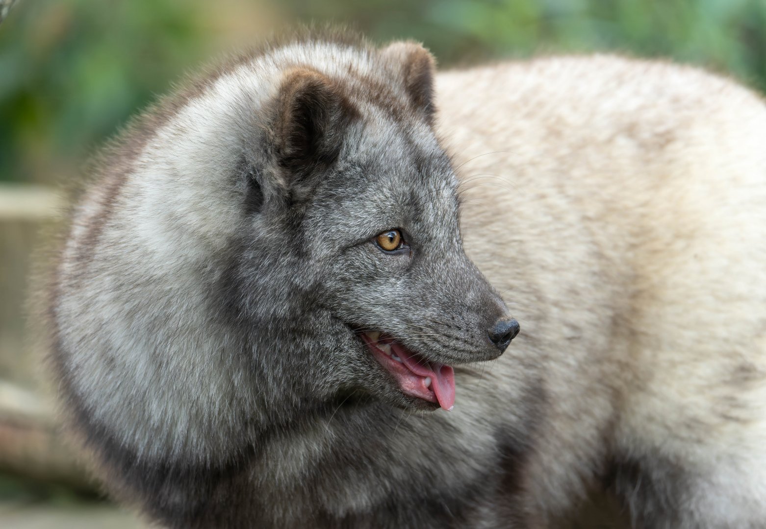 Arctic fox, Beale Park, UK