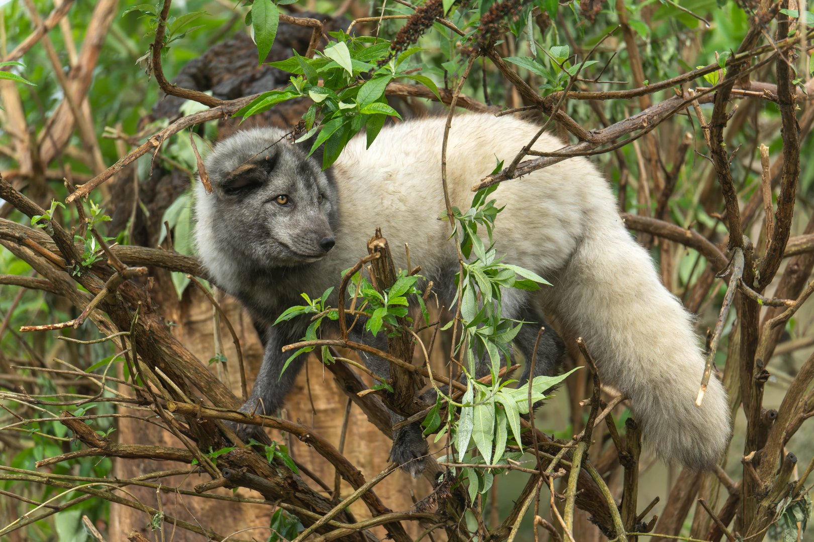 Arctic fox, Beale Park, UK