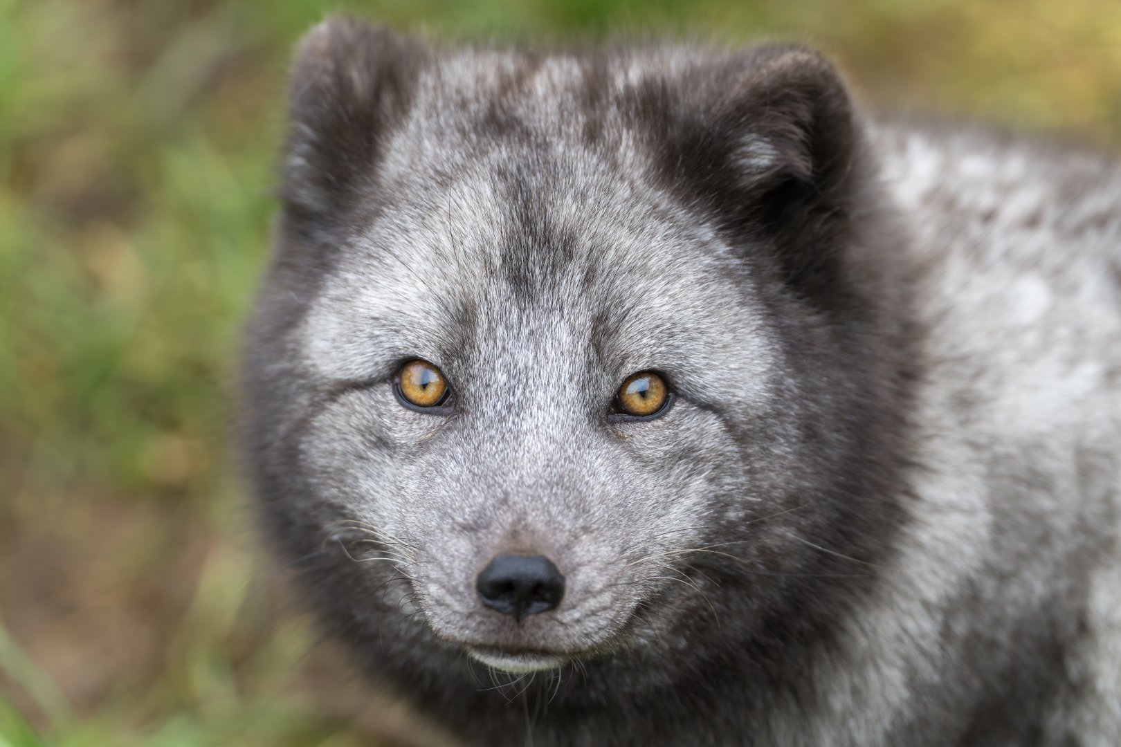 Arctic Fox, Beale Park, UK