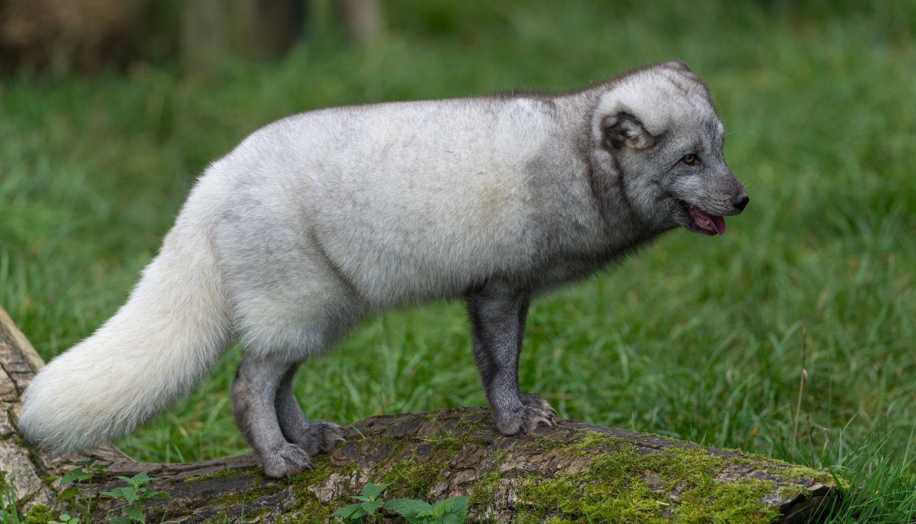 Arctic Fox, Beale Park, UK