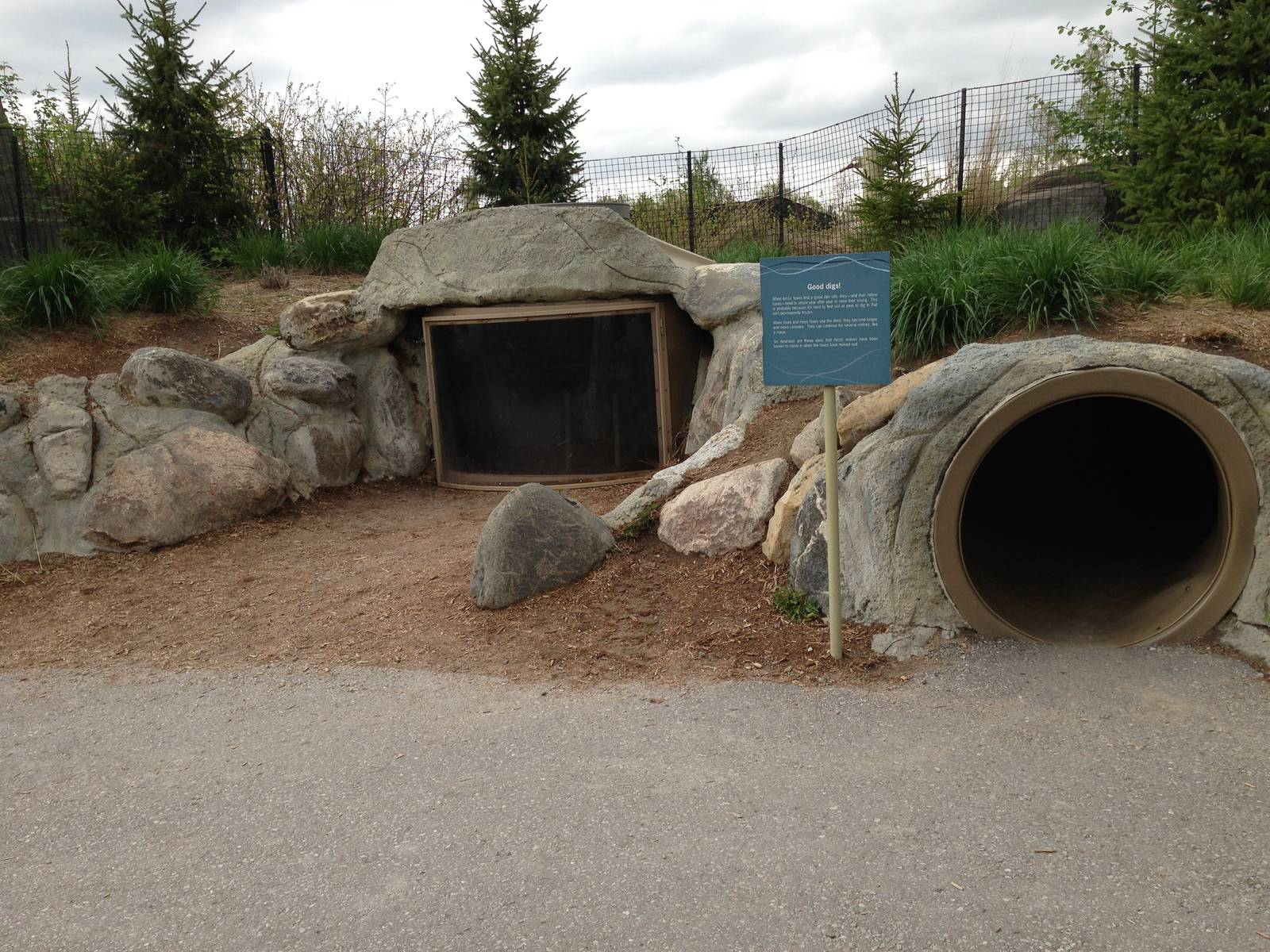 Arctic Fox Burrow for Kids