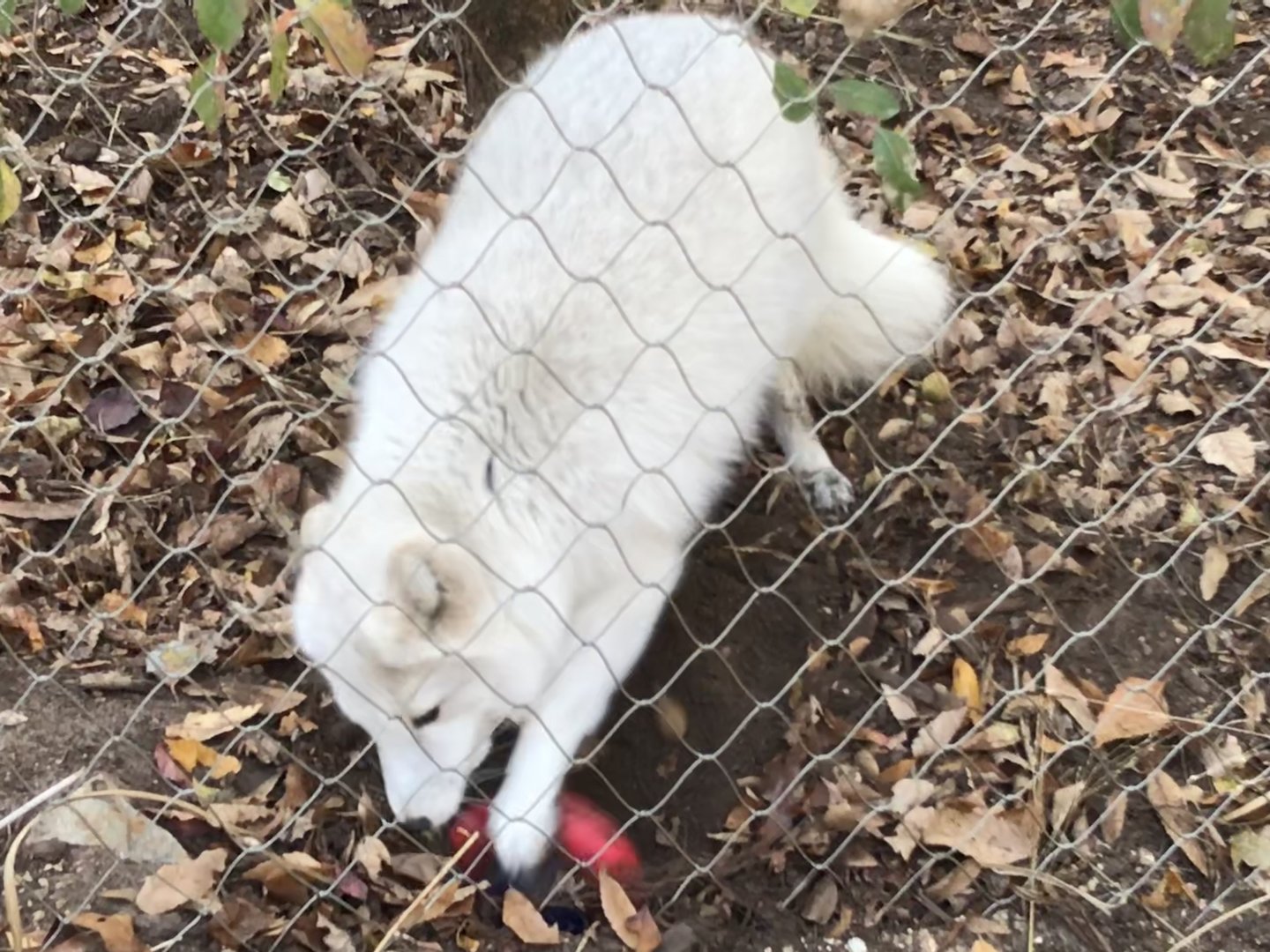 Arctic Fox digging for buried enrichment