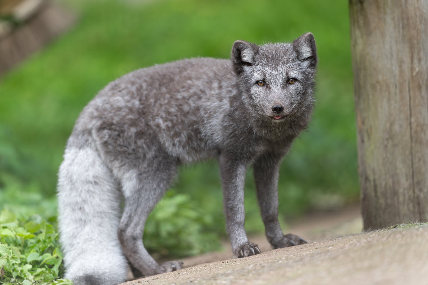 Arctic fox, Dudley, UK