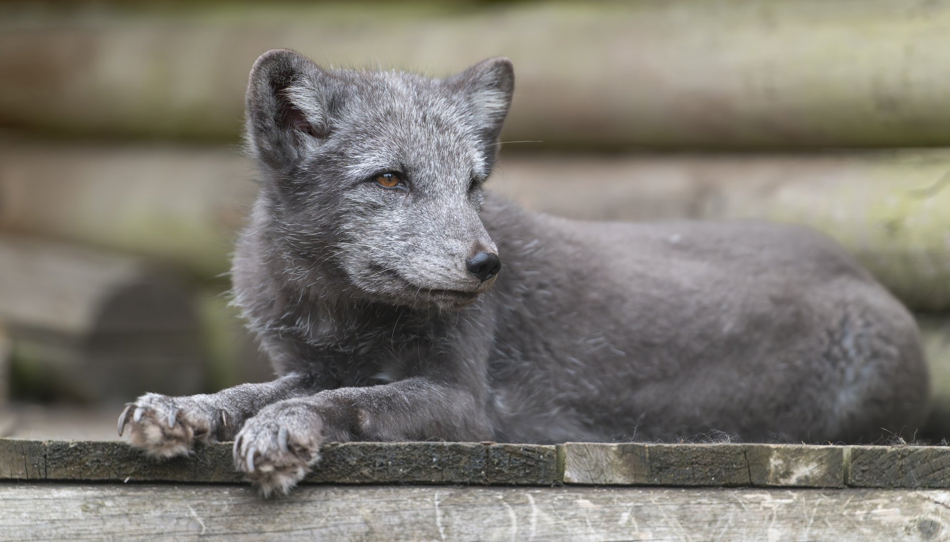 Arctic fox, Dudley, UK