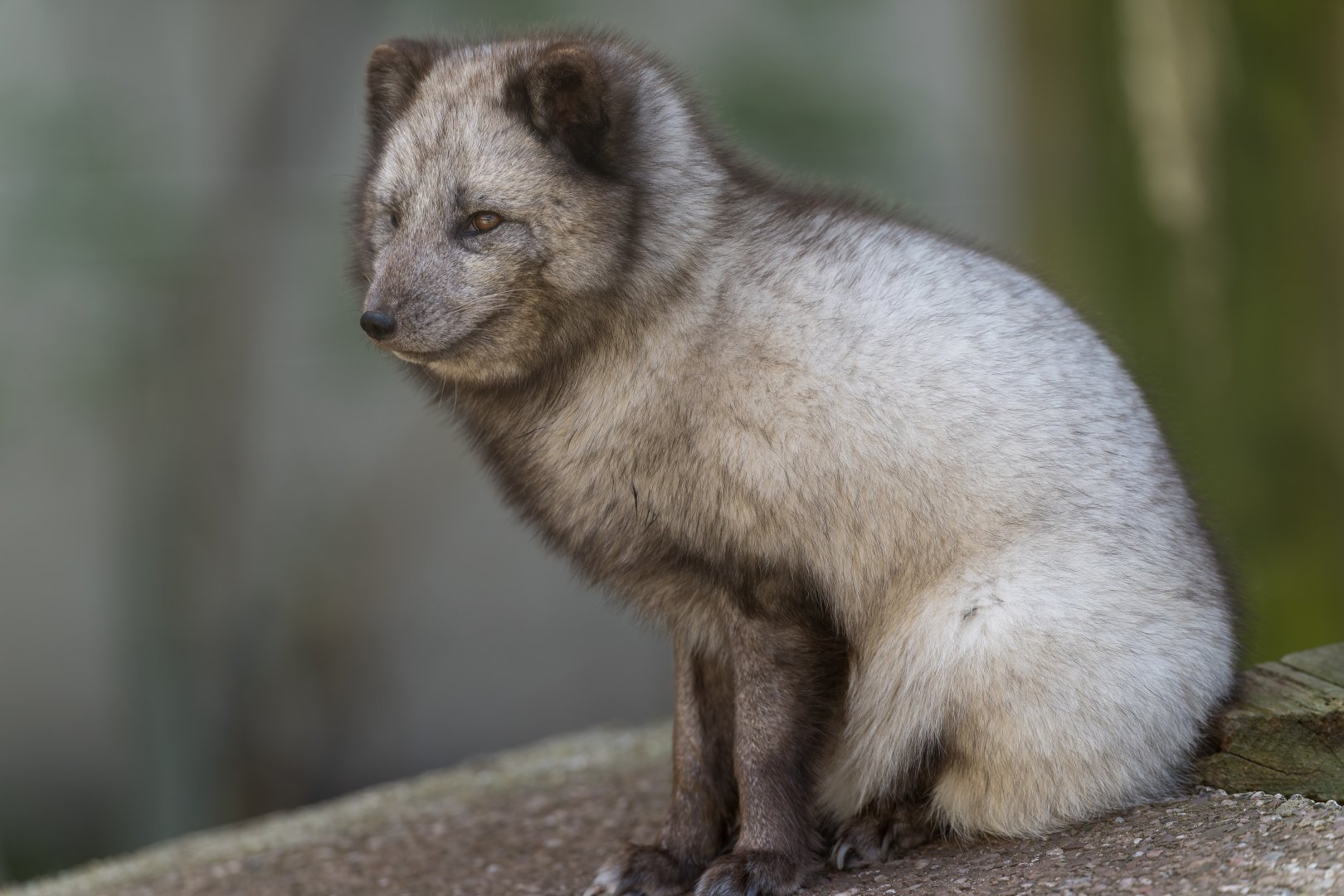Arctic Fox , Dudley, UK