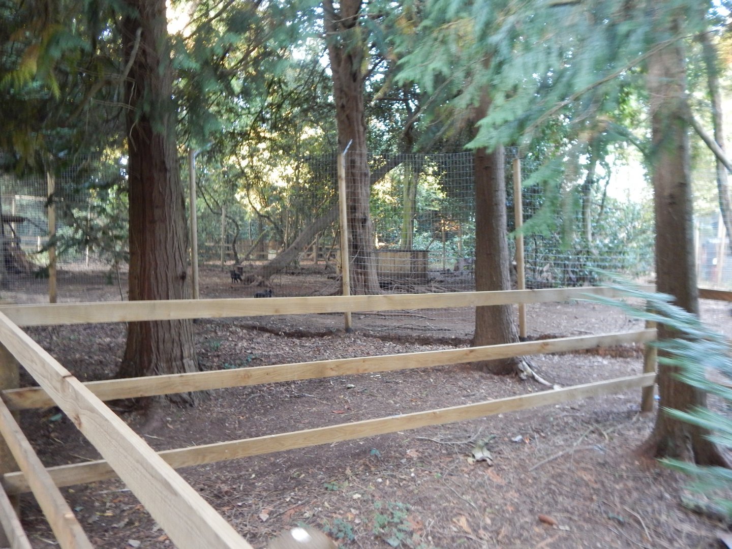 Arctic fox enclosure 020825