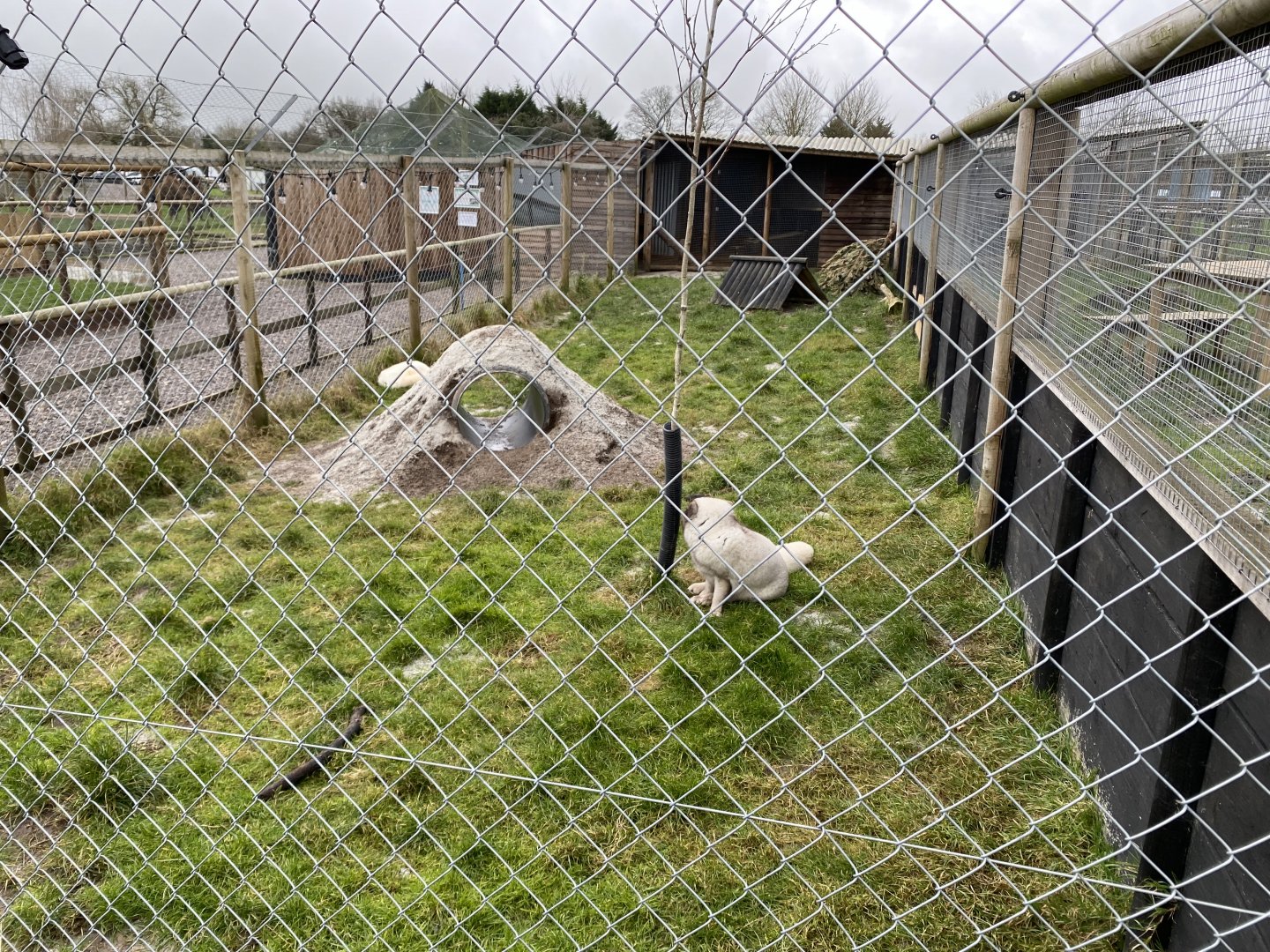 Arctic fox enclosure 060222