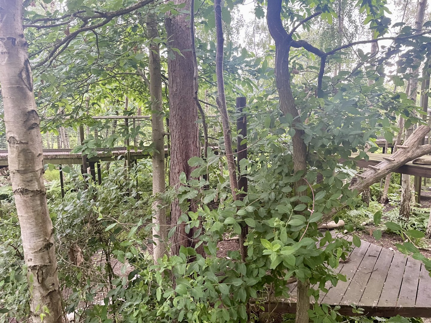 Arctic Fox Enclosure (1)