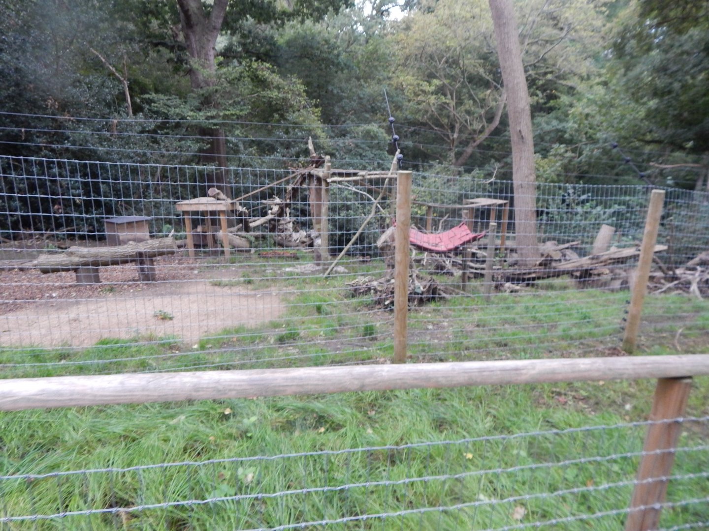 Arctic fox enclosure 130925