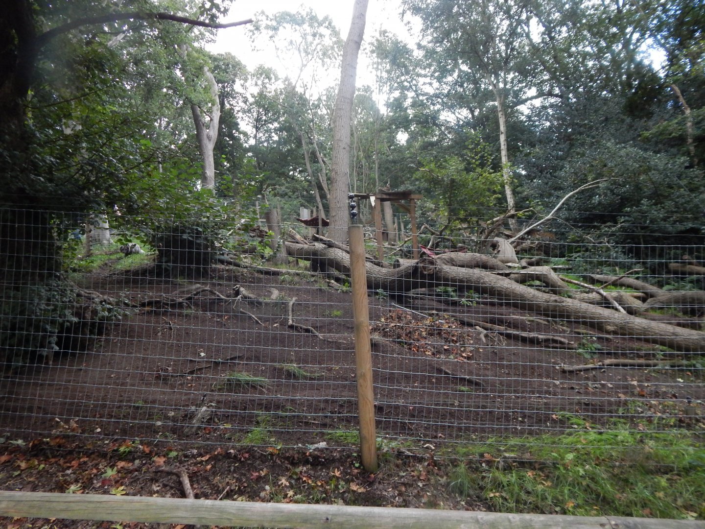 Arctic fox enclosure 130925