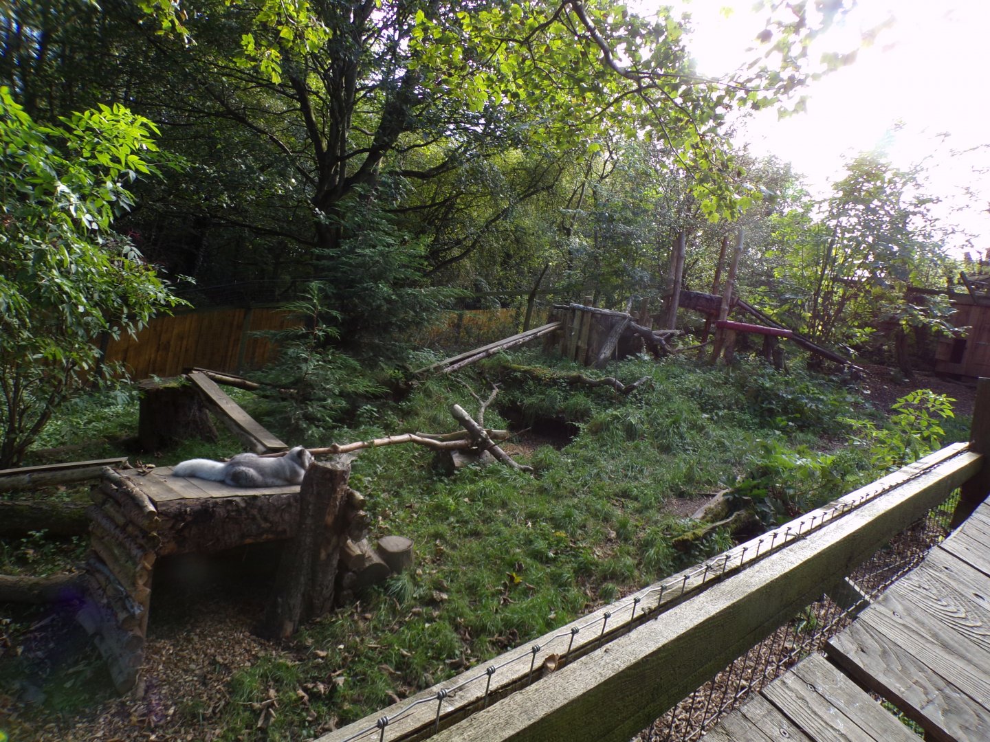 Arctic fox enclosure 14.10.23