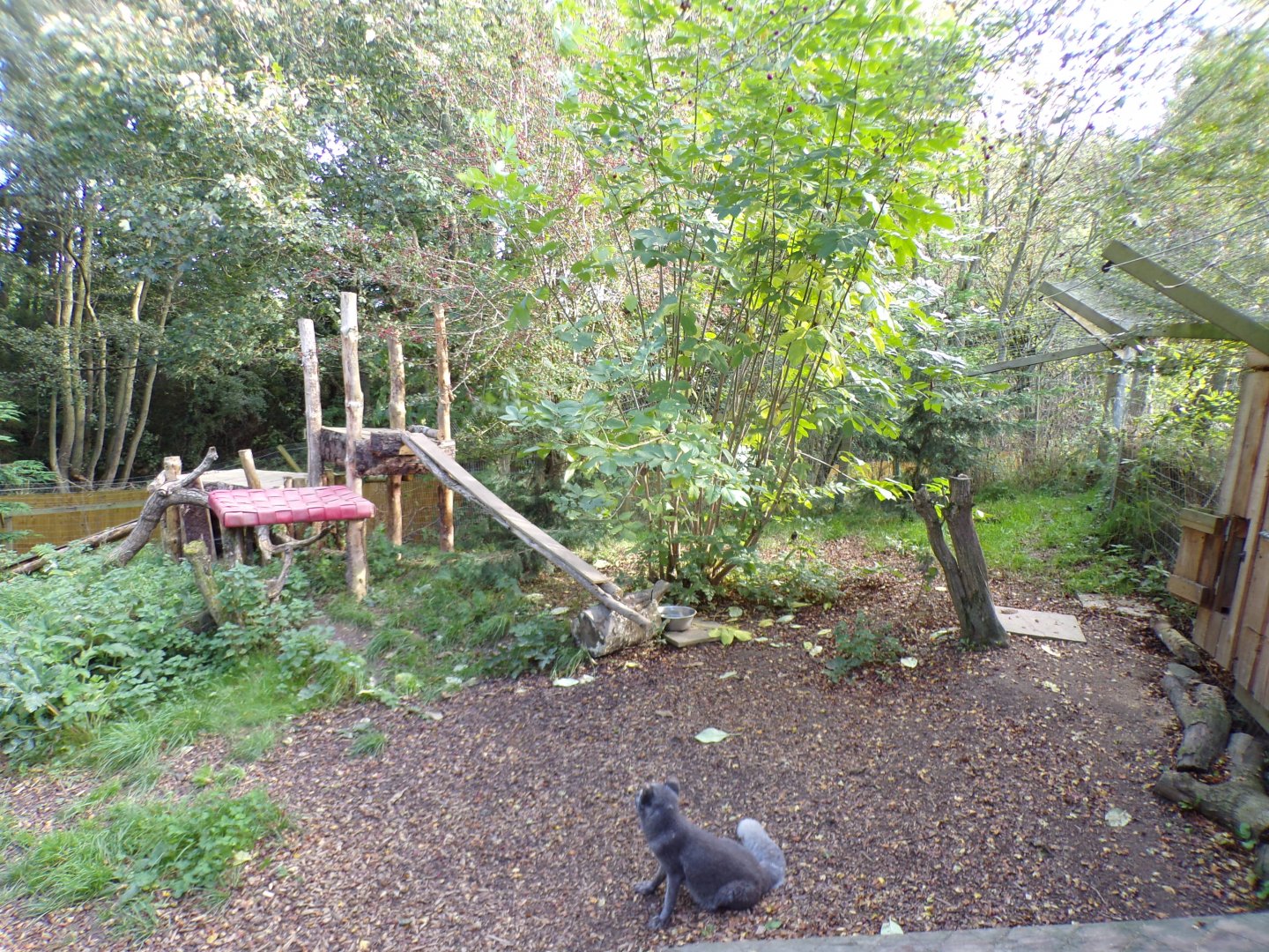 Arctic fox enclosure 14.10.23