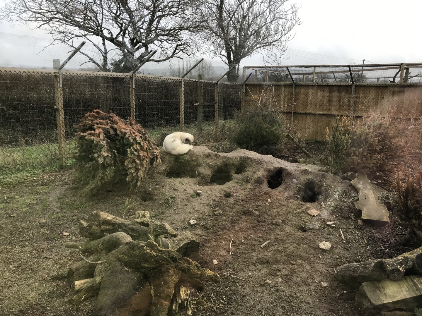Arctic fox enclosure 170219
