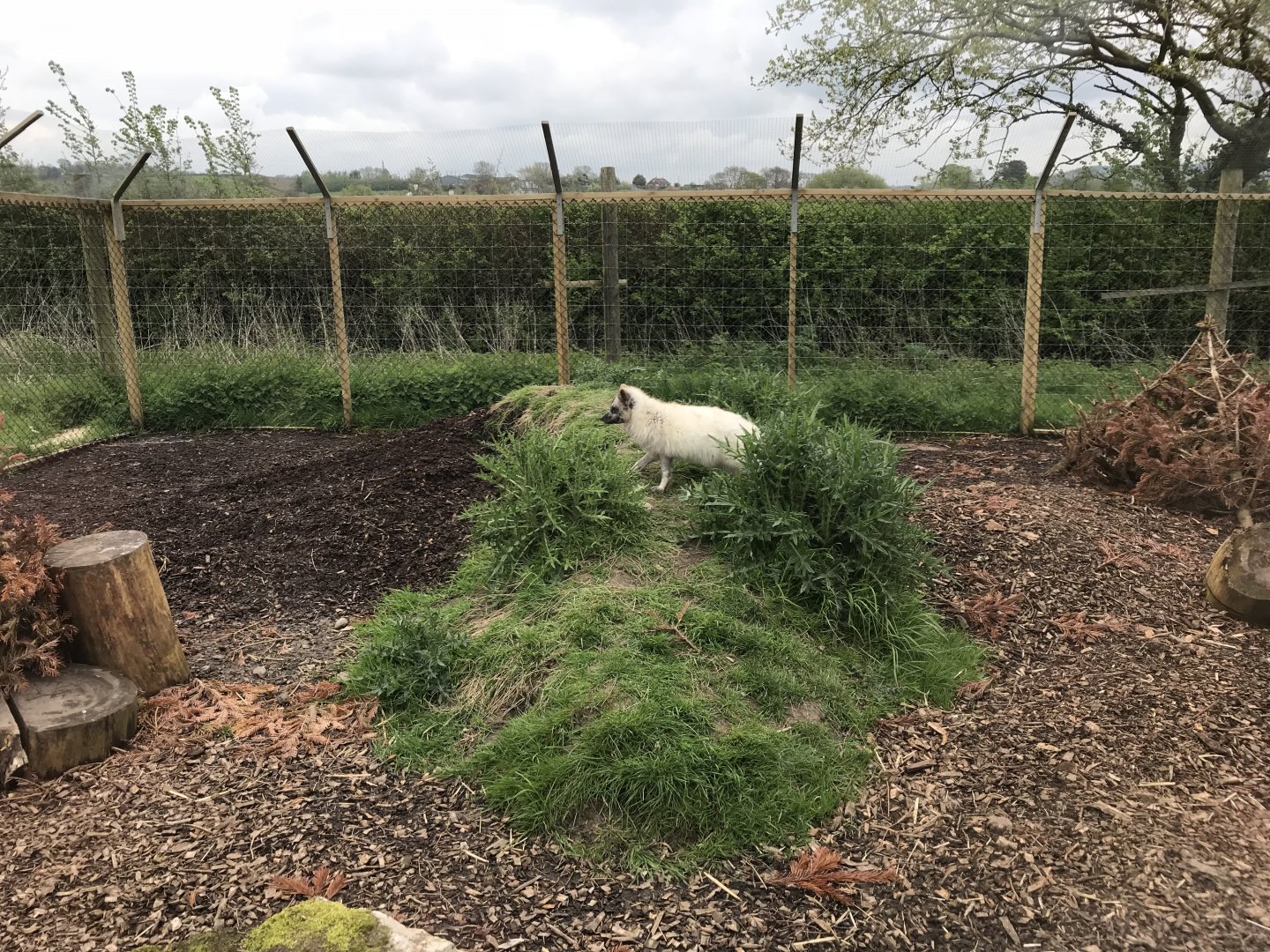 Arctic fox enclosure 280418
