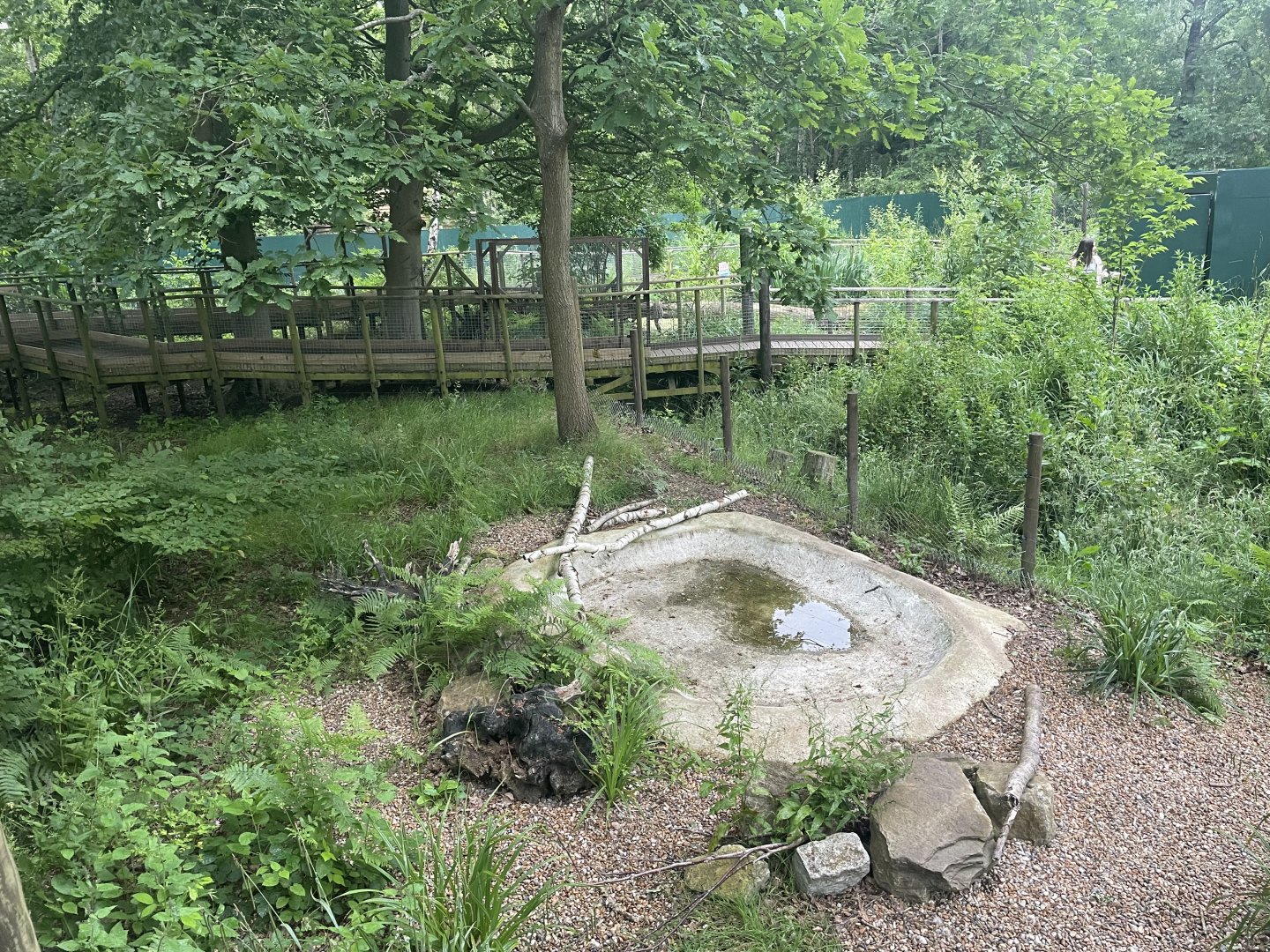 Arctic Fox Enclosure (3)