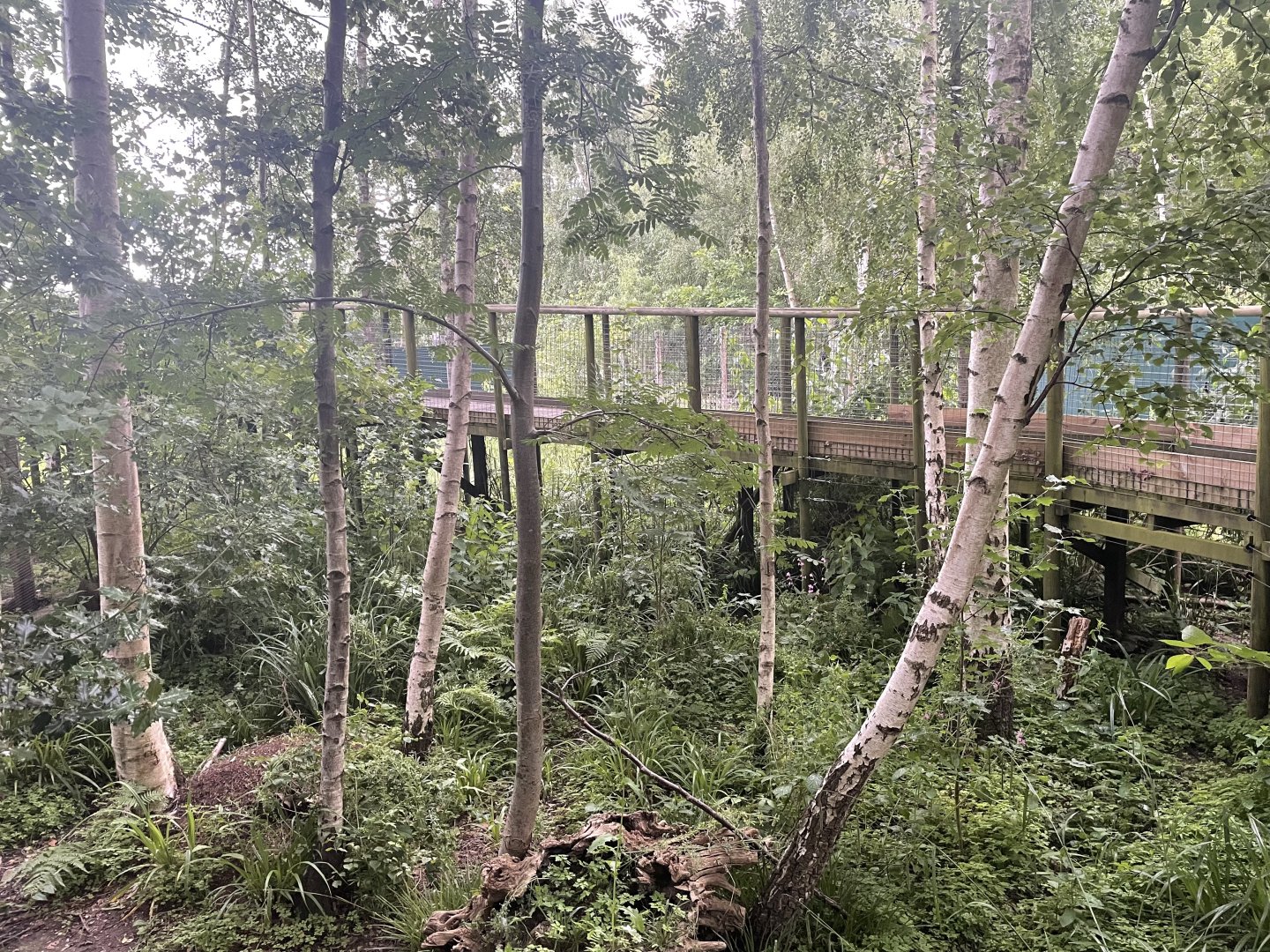 Arctic Fox Enclosure (4)