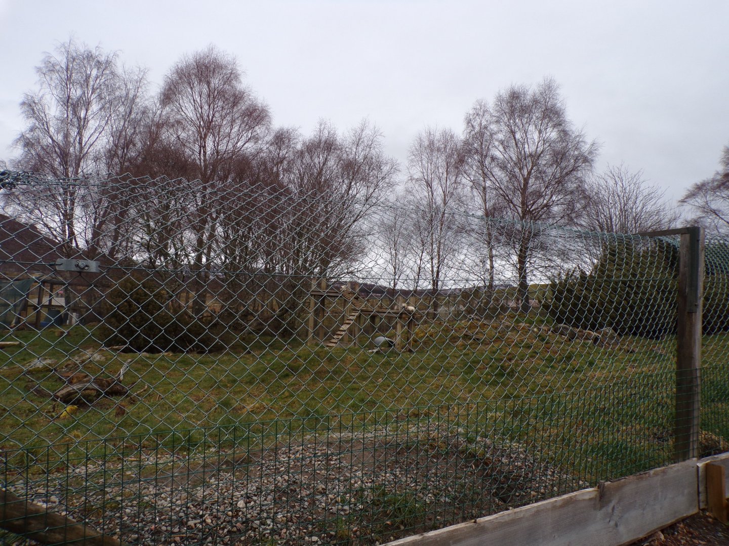 Arctic fox enclosure 5.4.24