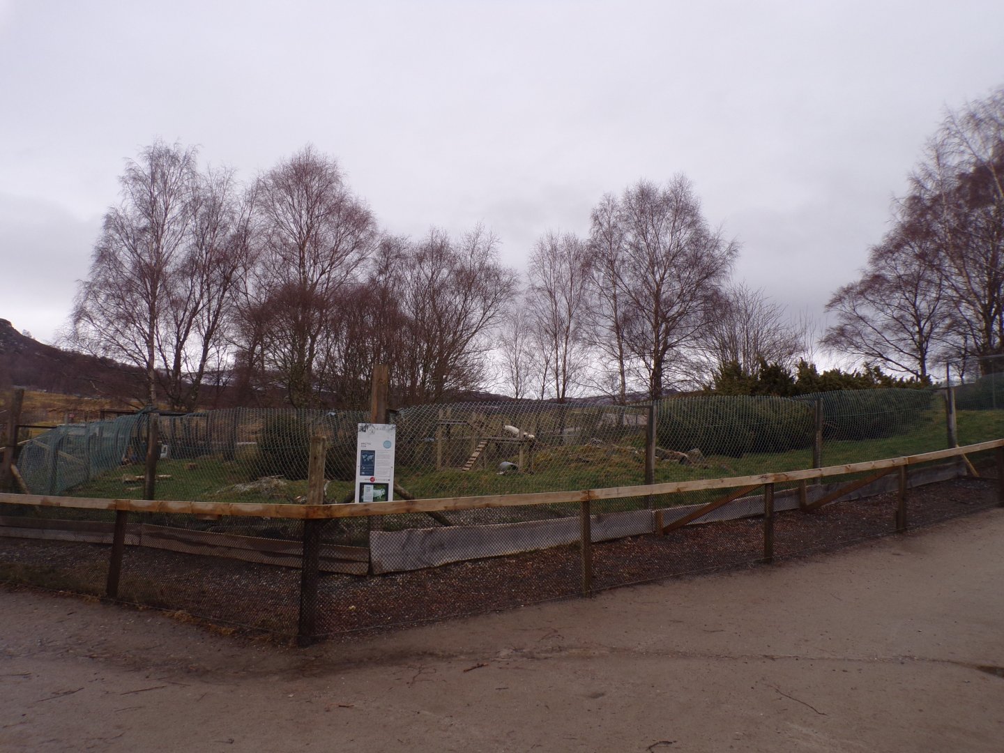 Arctic fox enclosure 5.4.24