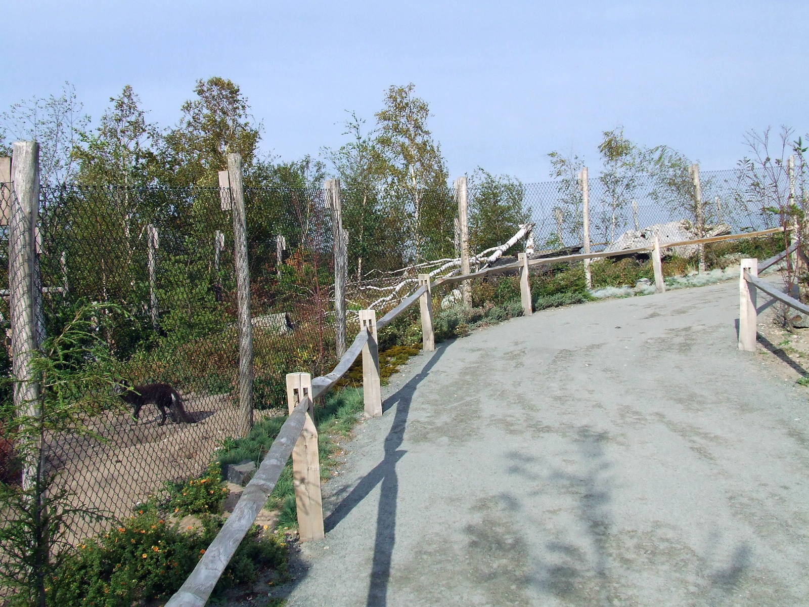 Arctic Fox enclosure, Arctica