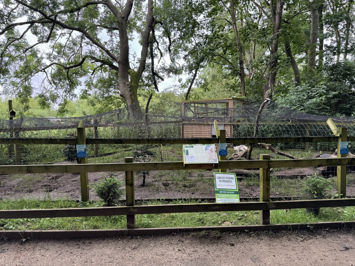 Arctic Fox Enclosure at Bridlington Animal Park (July 2024)