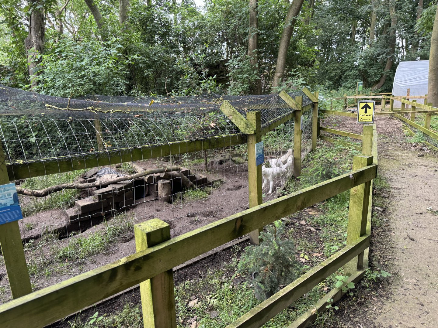 Arctic Fox Enclosure at Bridlington Animal Park (July 2024)