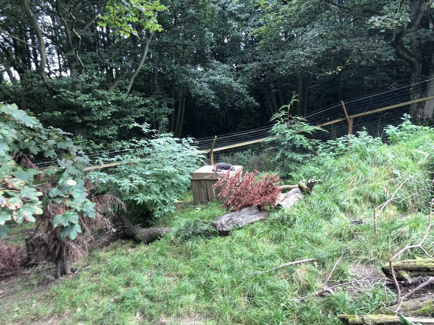 Arctic Fox Enclosure at Northumberland Country Zoo (September 2021)