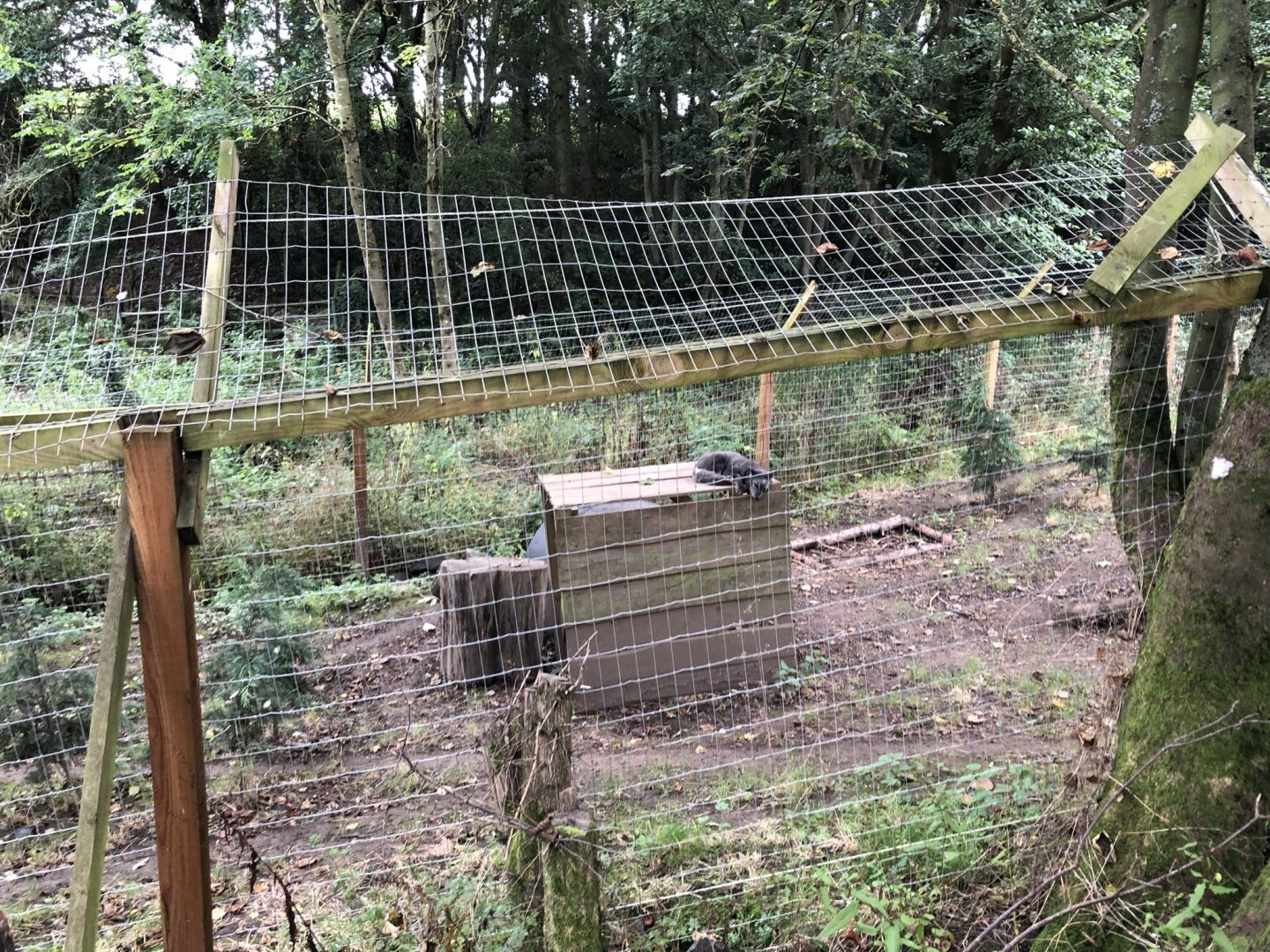 Arctic Fox Enclosure at Northumberland Country Zoo (September 2021)