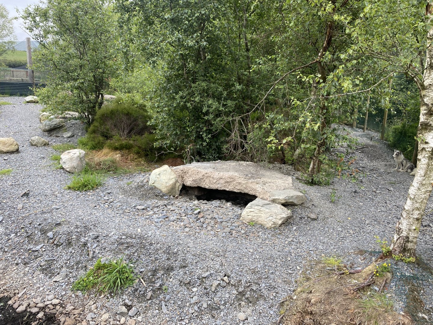 Arctic fox enclosure at Wild Ireland