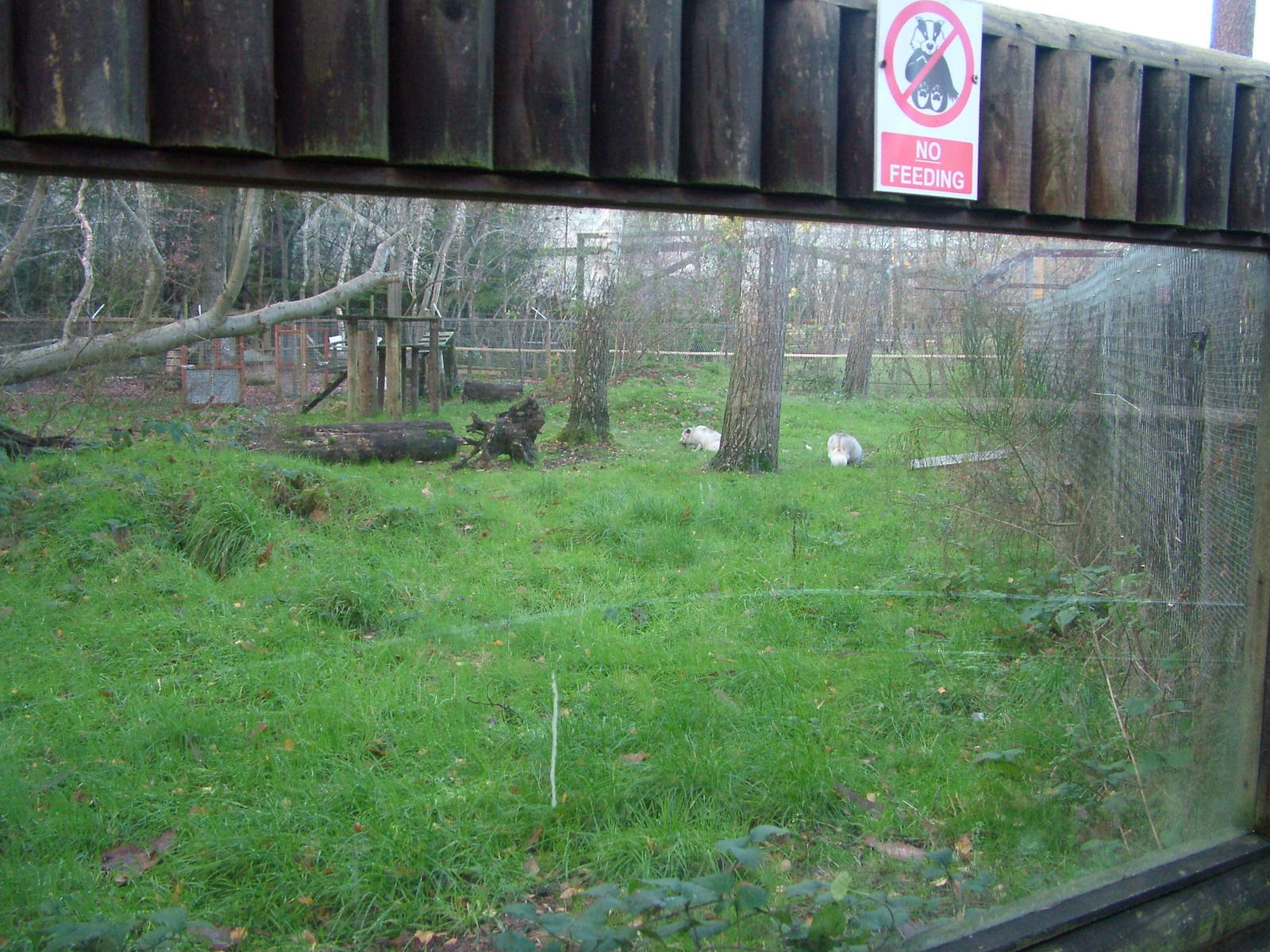Arctic Fox enclosure at Wildwood 28/11/09