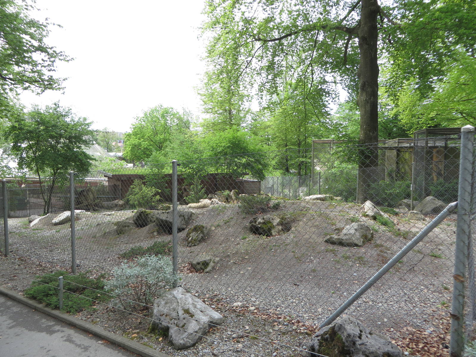 Arctic fox enclosure