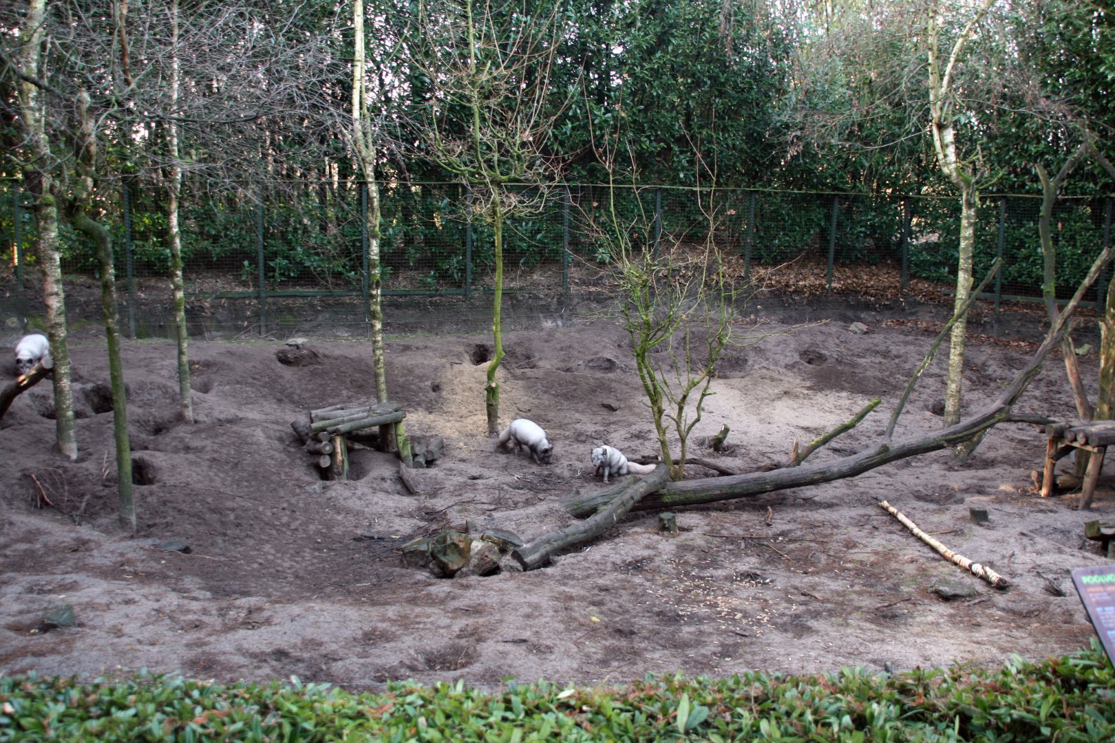 Arctic fox enclosure