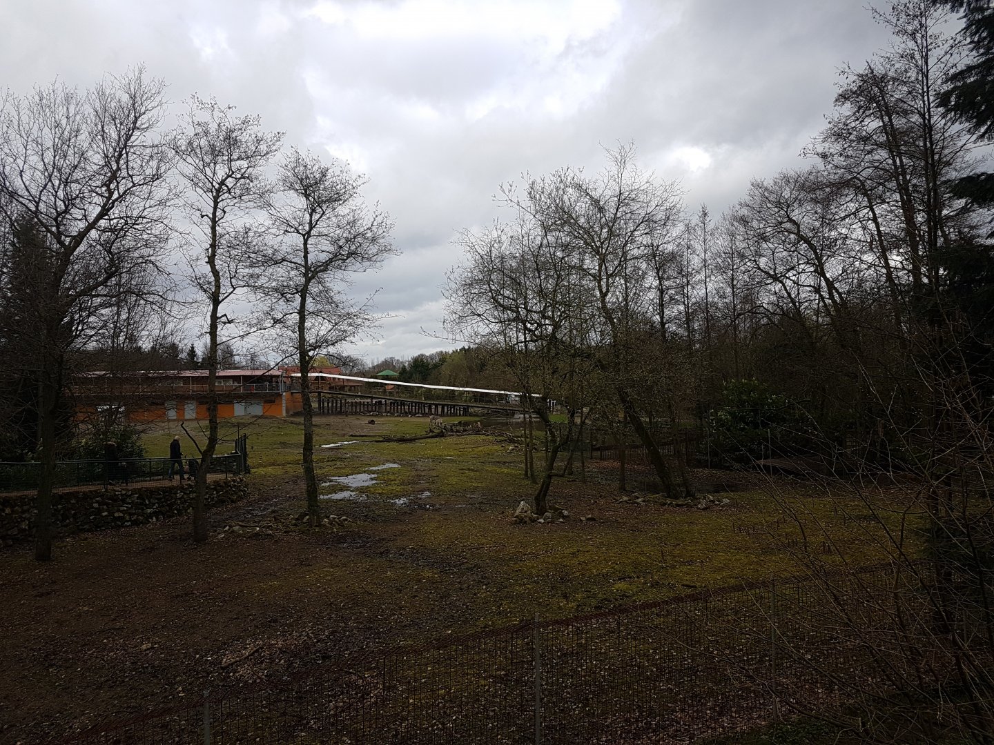 Arctic fox enclosure