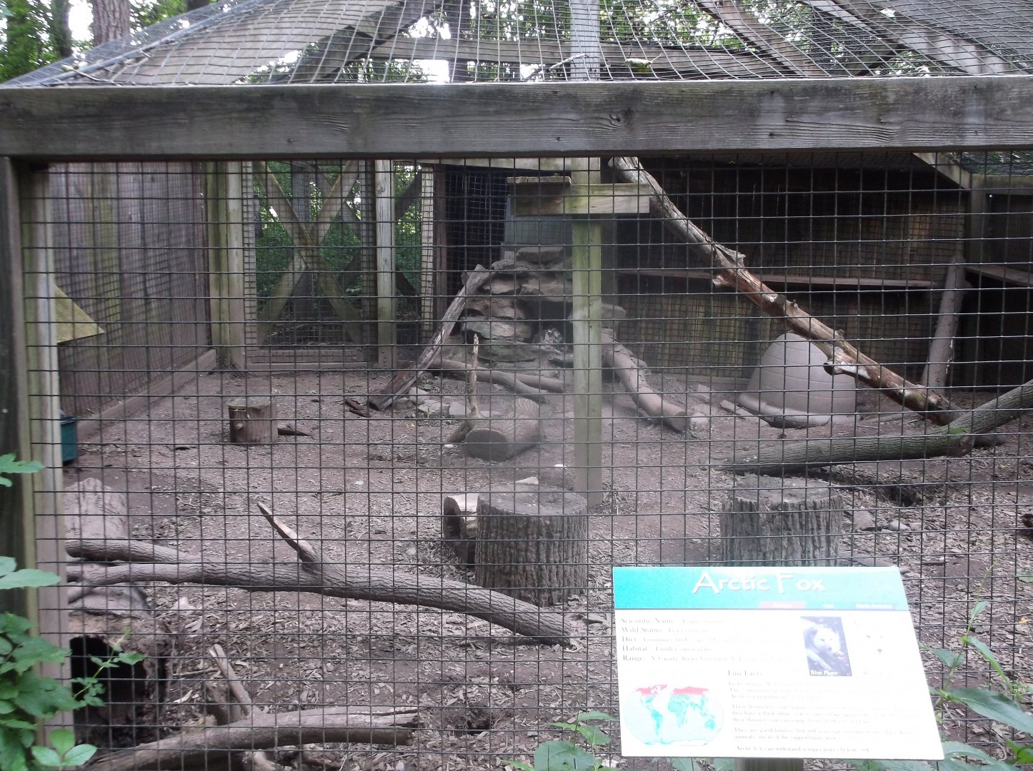 Arctic Fox enclosure