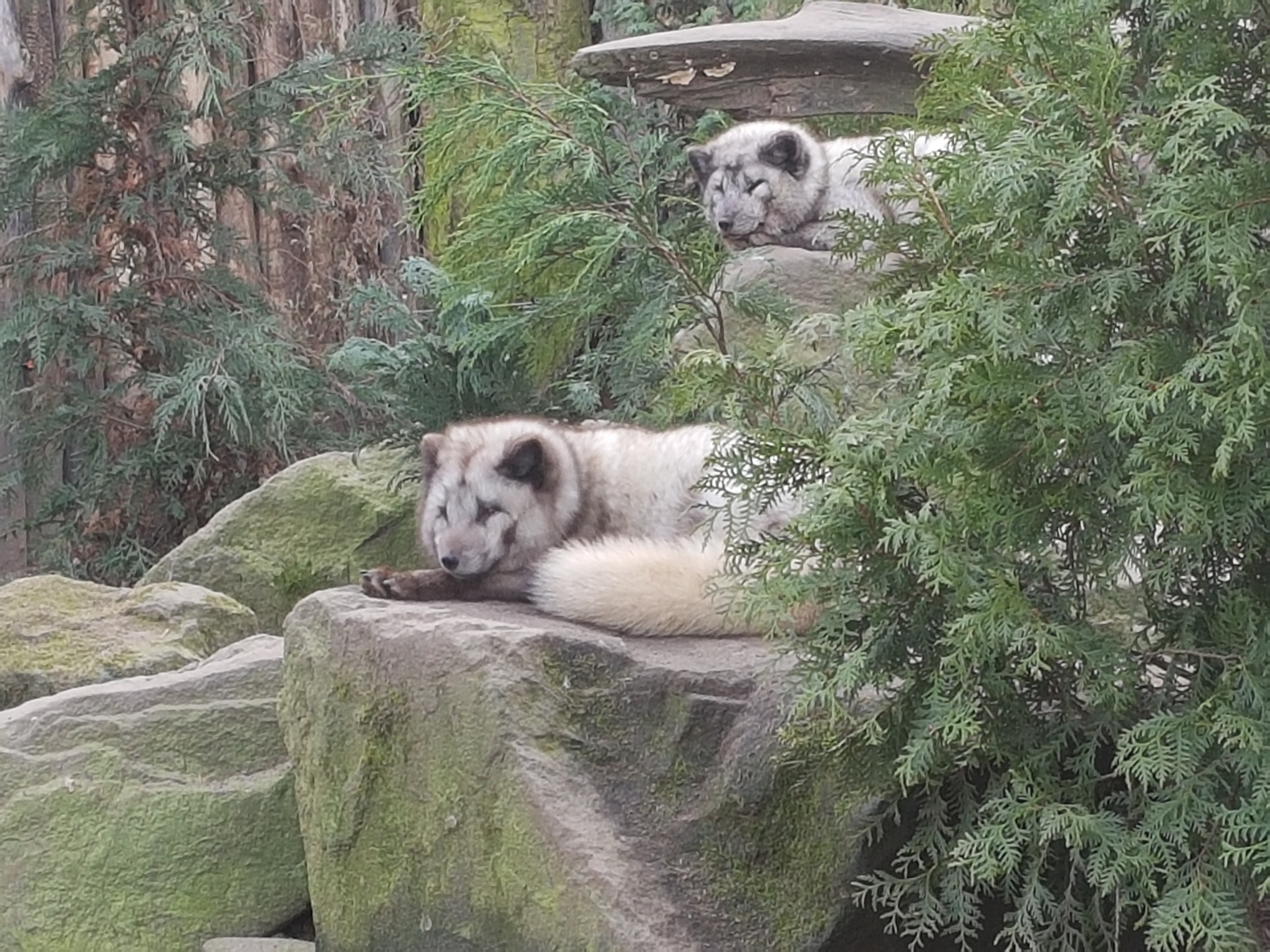 Arctic fox enclosure
