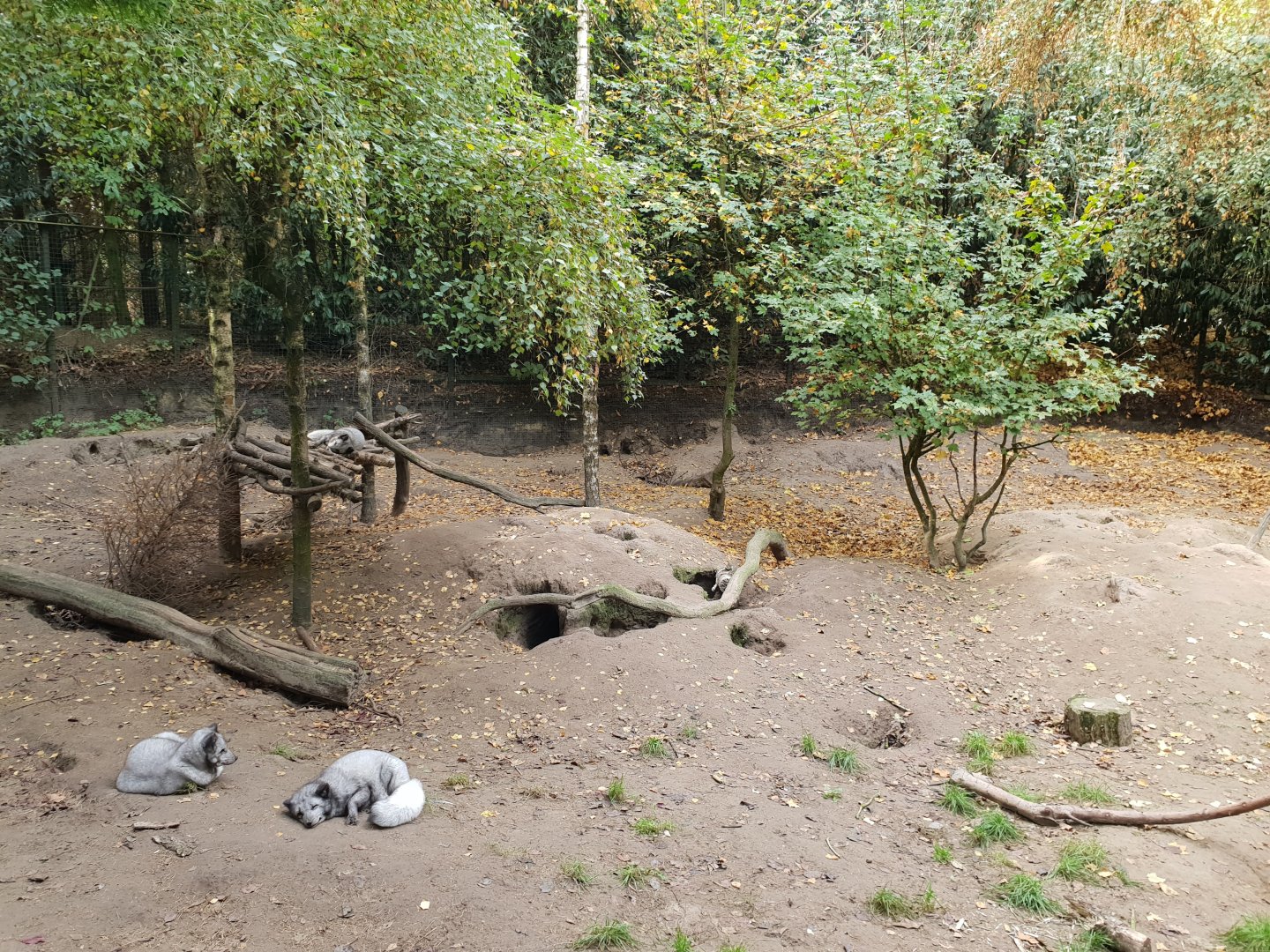 Arctic fox enclosure