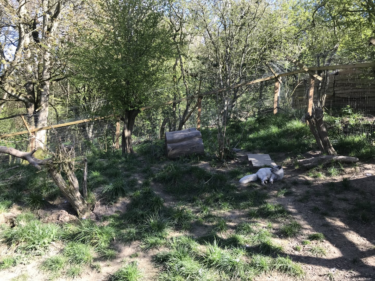 Arctic Fox Enclosure