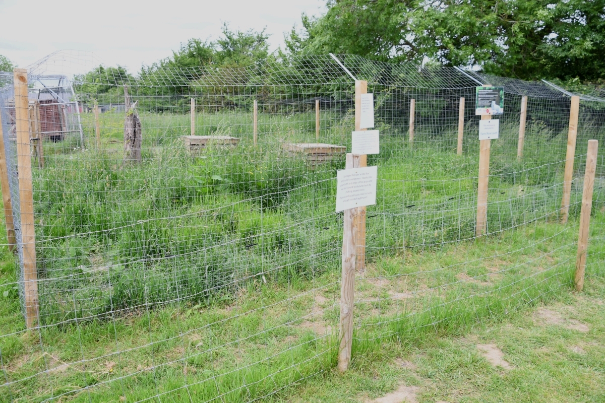 Arctic fox enclosure