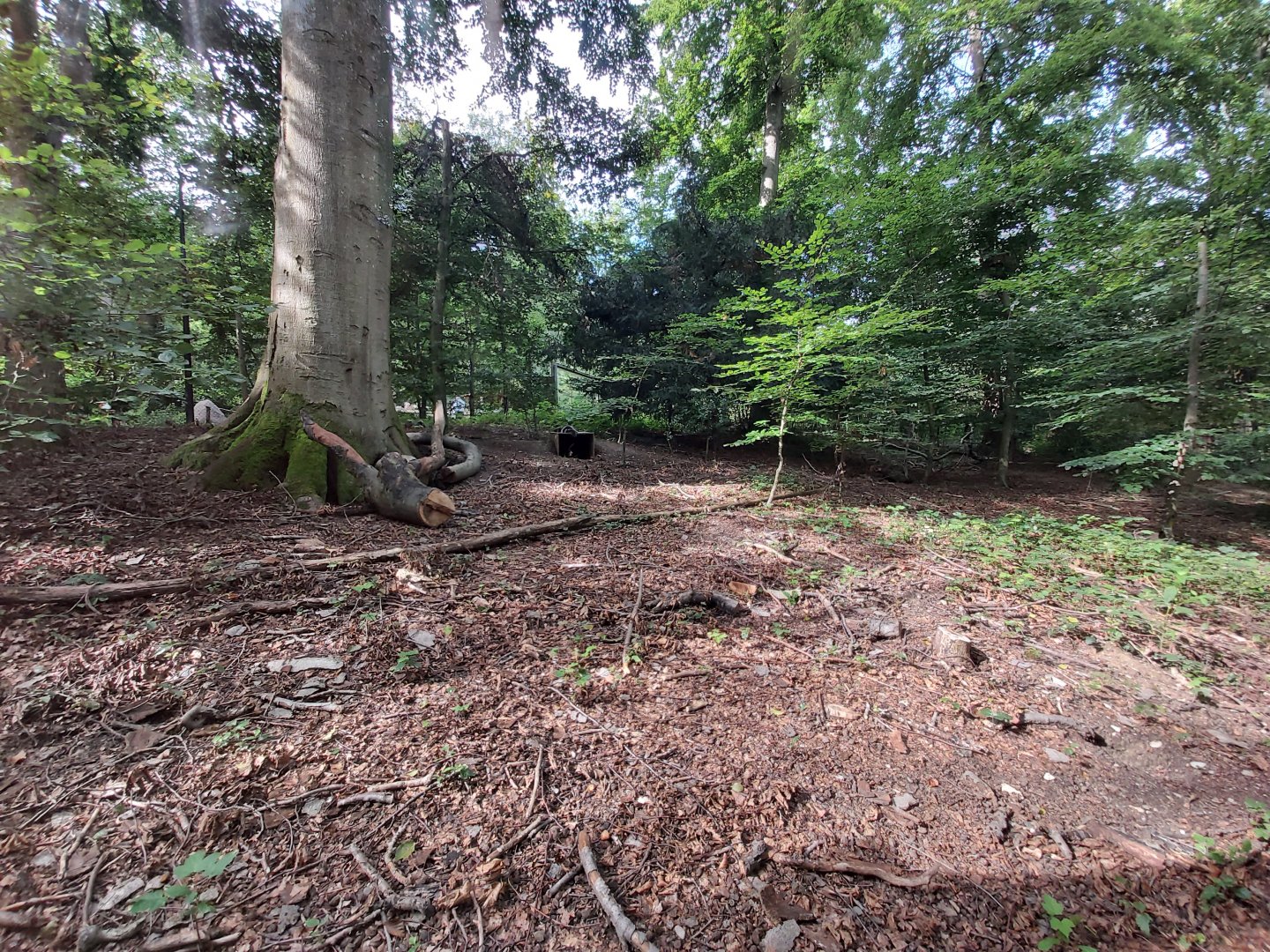 Arctic fox enclosure