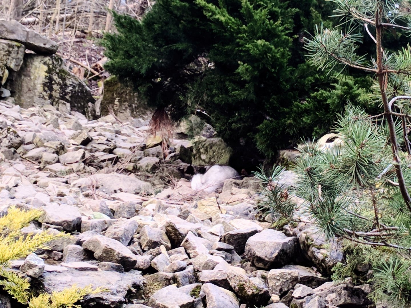 Arctic Fox Enclosure