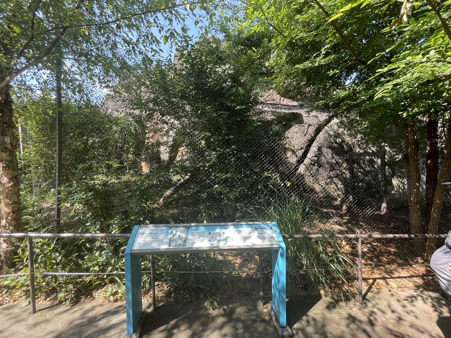 Arctic Fox Enclosure