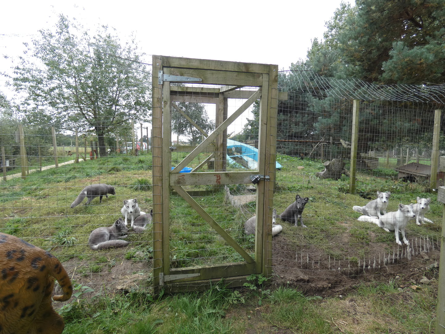 Arctic fox enclosure