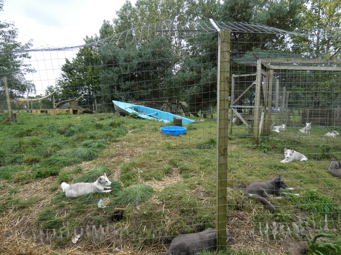 Arctic fox enclosure