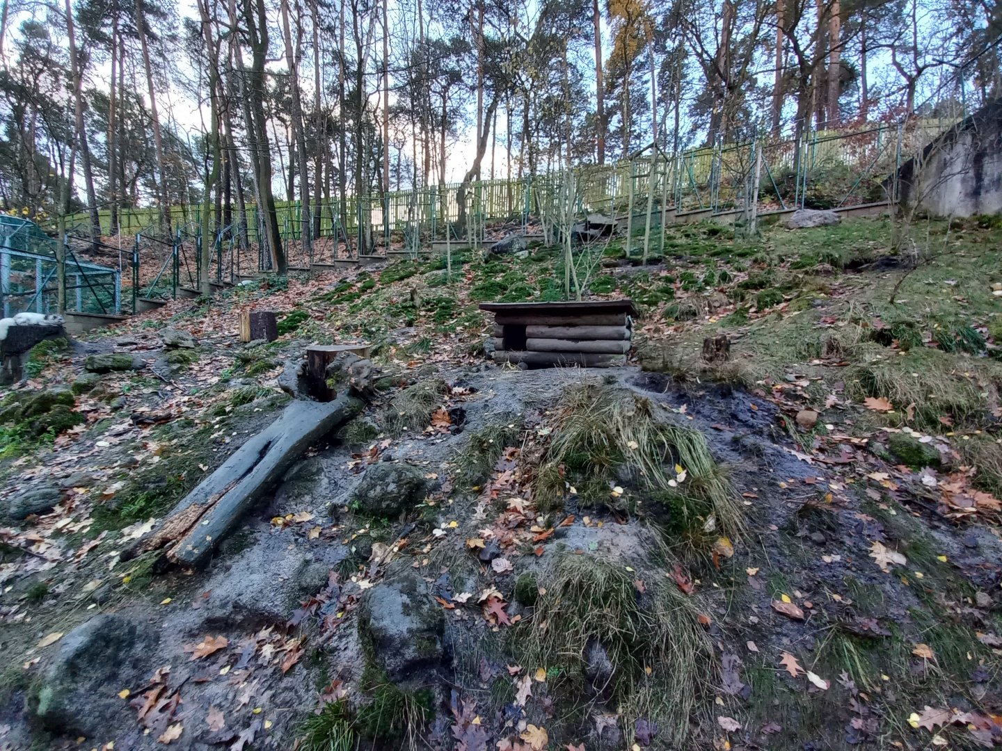 Arctic fox enclosure